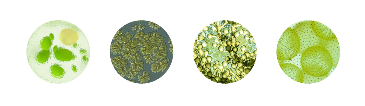 Aerasiýa - Mikroalgae amaly tarapy