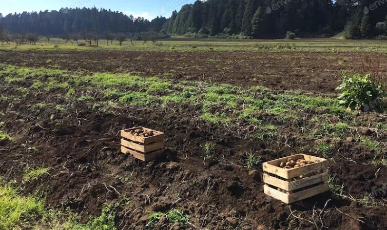 Raccolta di Dati Sensori di Temperatura è Umidità Agriculture