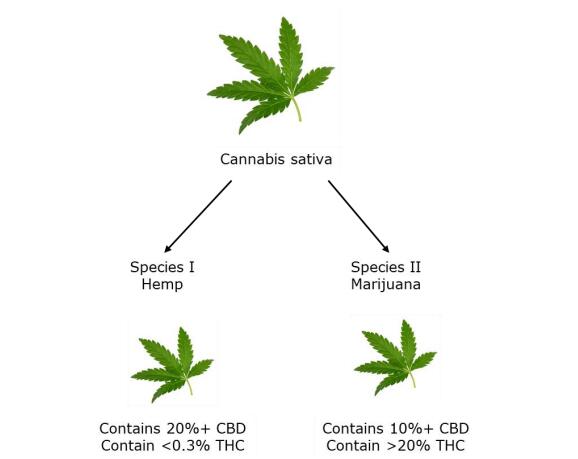 División de cannabis sativa