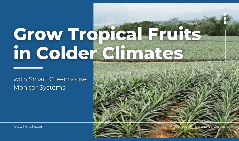 Coltiva frutti tropicali nei climi più freddi con i sistemi di monitoraggio intelligenti delle serre