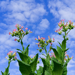 How important is it to monitor the temperature and humidity for Tobacco Factory!