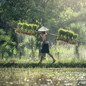 Momwe mungathanirane ndi vuto la argriculture ku China