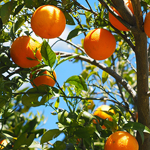 Les fruits tropicaux peuvent être plantés dans le nord, la clé du succès réside dans le système intelligent de surveillance des serres