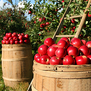 سیستم کنترل دما و رطوبت مواد غذایی،